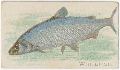 49 Whitefish